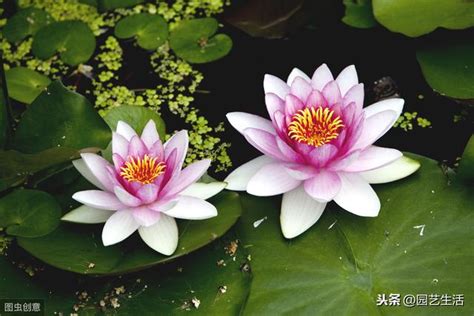 睡蓮養魚|可以花魚共養的蓮花——睡蓮！家有陽台院子的都可以。